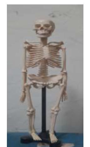 Human Skeleton (Synthetic) Human Skeleton (Synthetic)